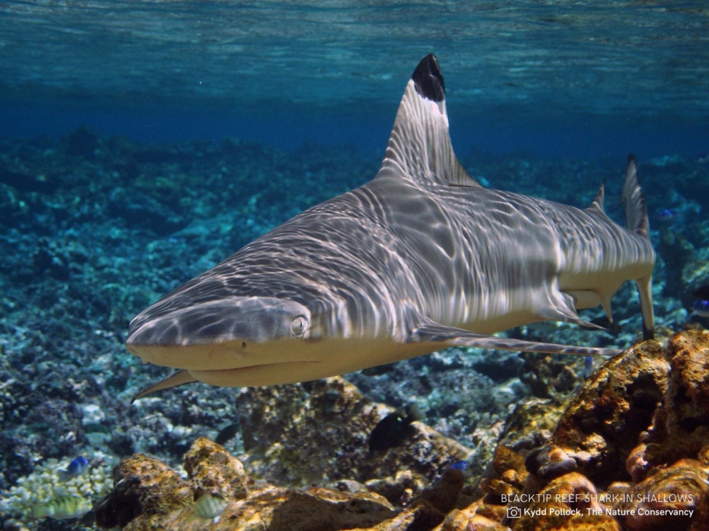 Blacktip shark swims in shallow water.