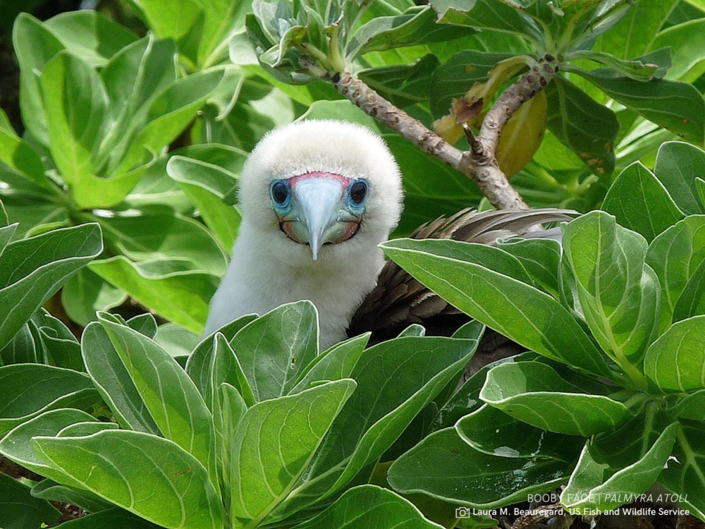 Booby bird in tropical foliage.