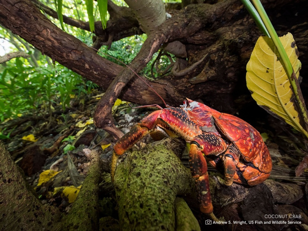 Coconut crab in tropical environment.