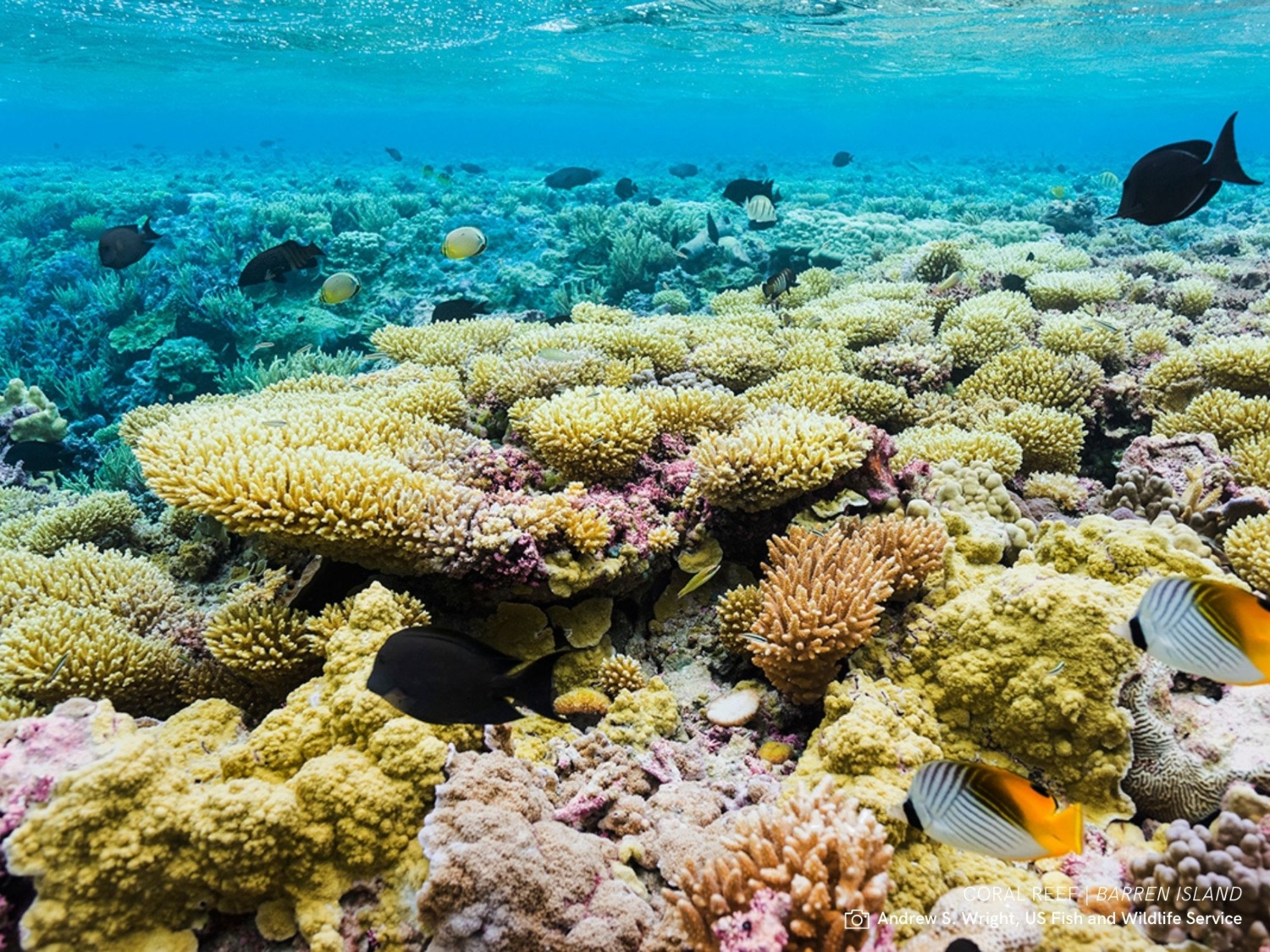 Coral reef and fish.