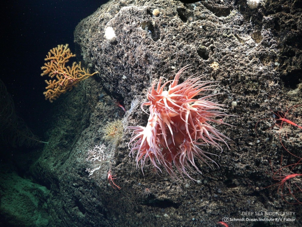 Sea anemone and coral shown on a rock in the deep sea.
