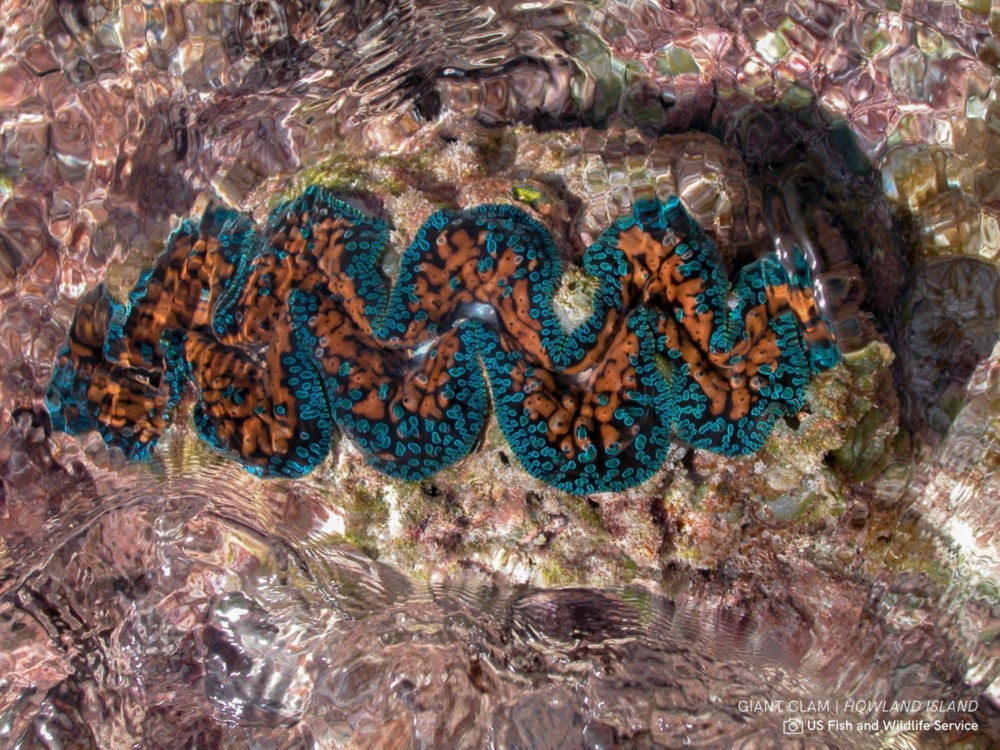 Giant clam in water.