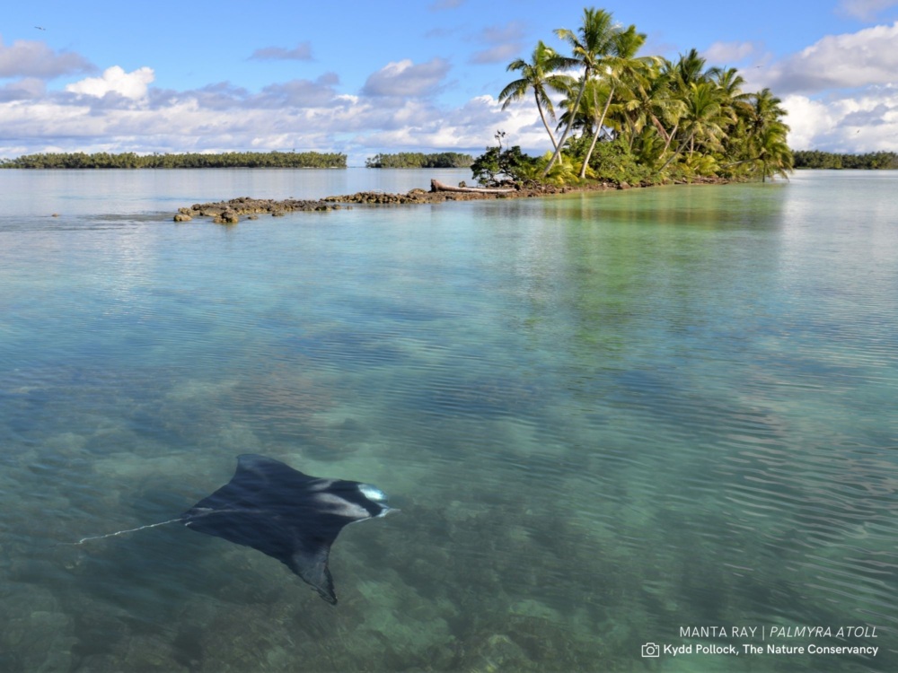 A manta ray swims in the ocean. A small tropical island is shown in the background.