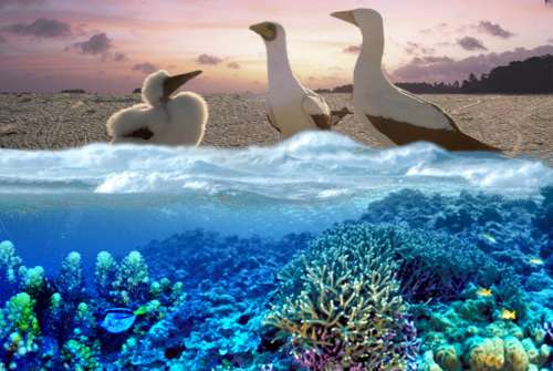 Top: Three birds in a desert landscape Bottom: Underwater image of coral and ocean life.