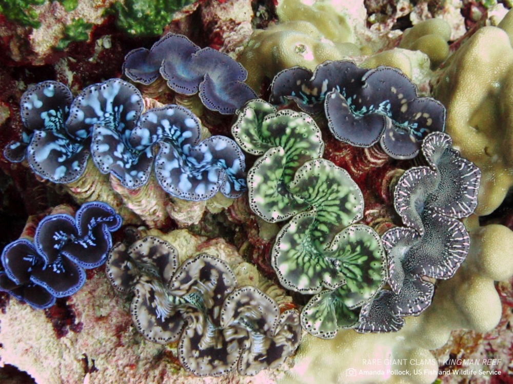 Giant clams at Kingman Reef