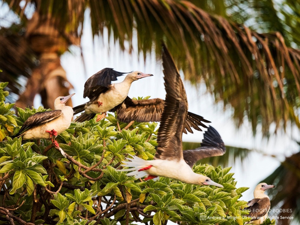 Red-Footed Boobie birds take flight from a tropical tree.