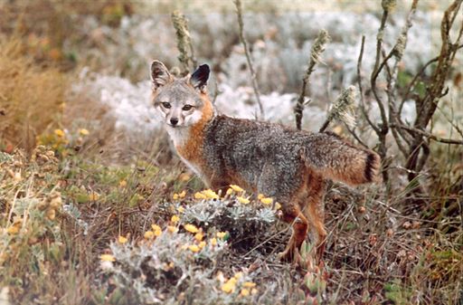 Small, reddish-grey Channel Island fox looks back at the camera amid a landscape of many shrubs and low-growing plants.