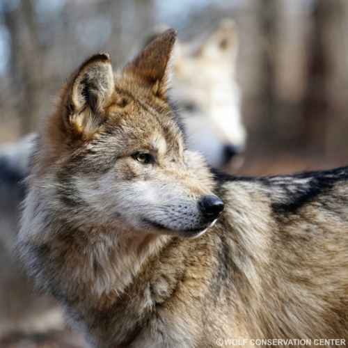Two Mexican gray wolves, one in focus in the foreground and one in the background.