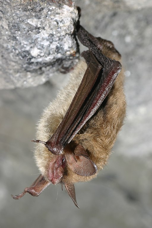 Light-brown, furry bat hangs upside-down from a gray stone cliff.