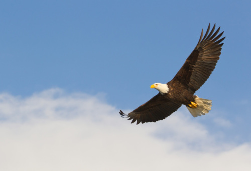 Bald eagle soaring through a clear blue sky with wings fully extended.
