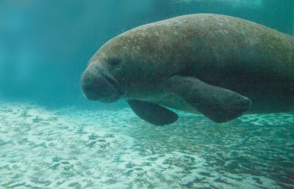 Florida manatee, also called the West Indian manatee or sea cow Trichechus manatus, swims in blue, brackish water.