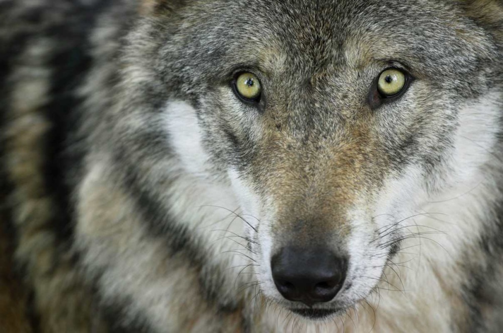 Close-up of a gray wolf with greenish-yellow eyes staring at the camera.