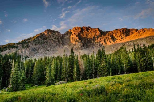 Landscape with a line of coniferous trees in the foreground and a rocky mountaintop in the background.