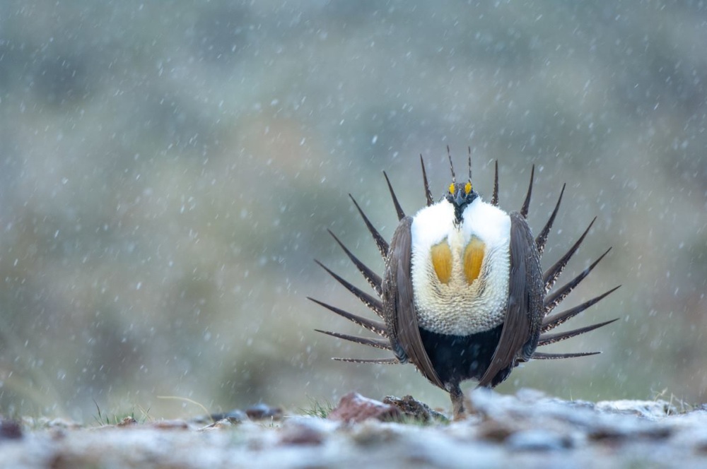 Male sage grouse stands on snowy ground with inflated air sacs. He hopes to attract a mate.