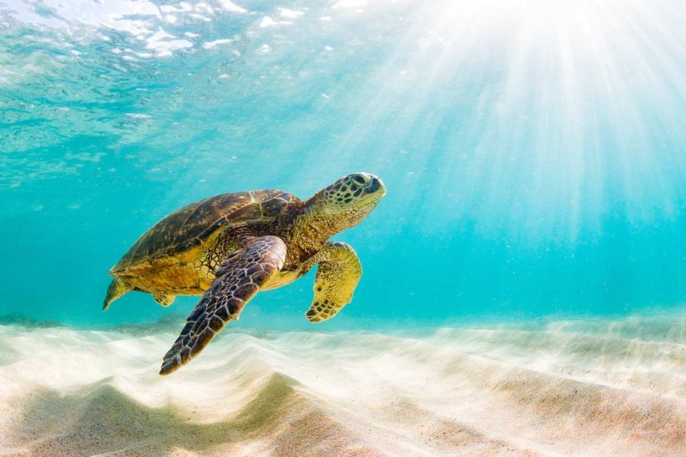 Hawaiian green sea turtle basking in the clear, blue, warm waters of the Pacific Ocean, above the sandy and shallow sea floor.