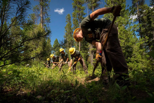 Conservation Corps volunteers digging with shovels in forest.