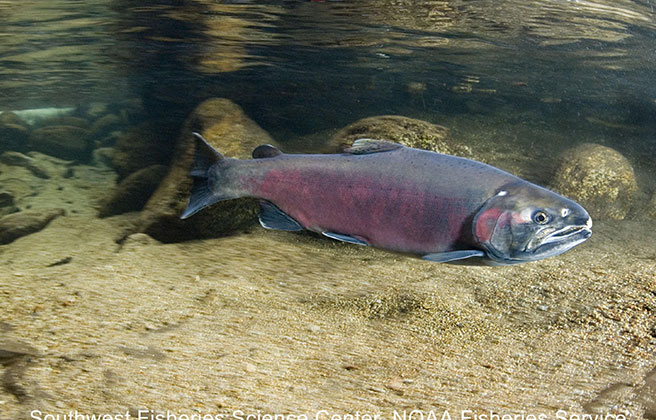 A closeup of a Coho Salmon swimming.