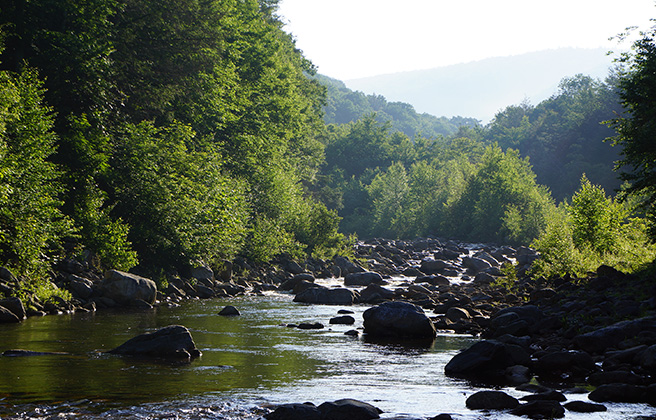 A river running through a forest.