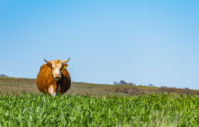 A cow is standing in a field, looking at the camera.