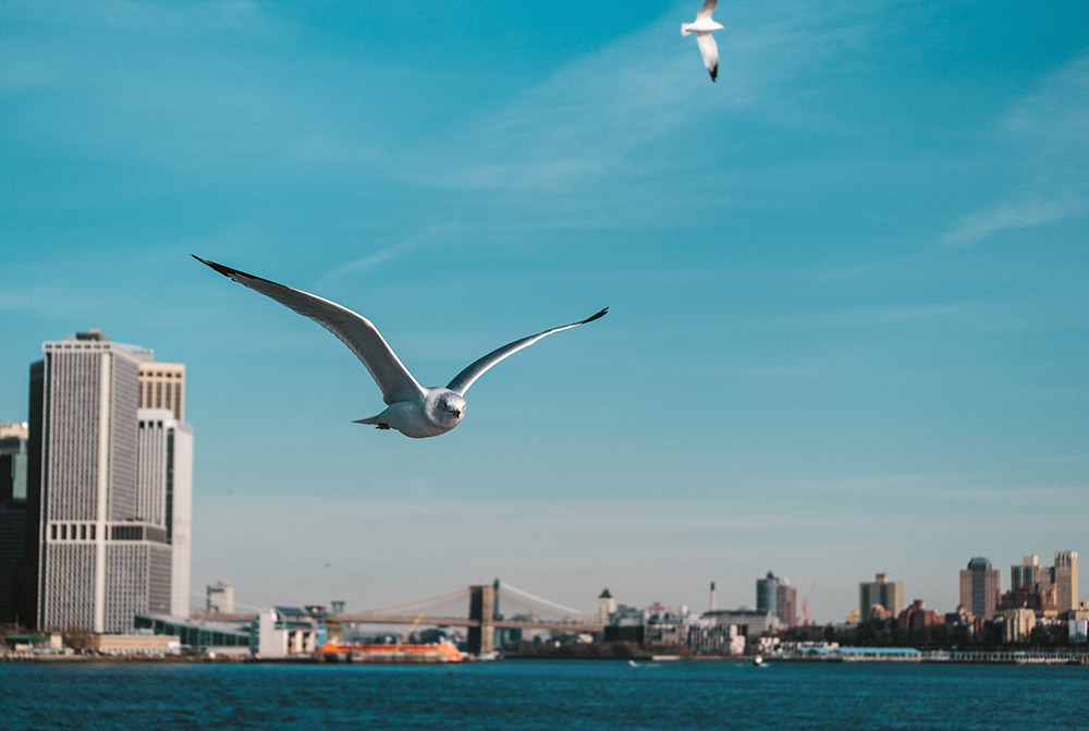 A seagull flying over the coast like of New York City.