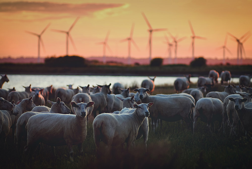 Sheep farm in the United Kingdom with wind turbines in the background.