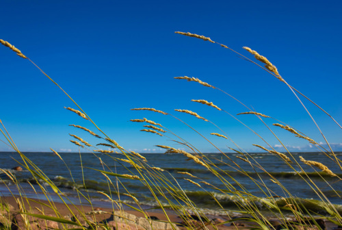 Cattails blowing in the wind in front of a beach.
