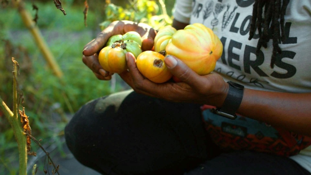 Close-up of Cherie holding tomatoes she has just picked from the vines.