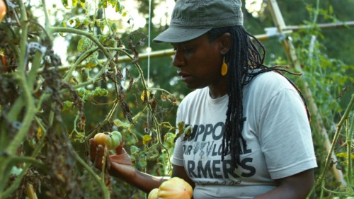 Cherie picks tomatoes on the farm.