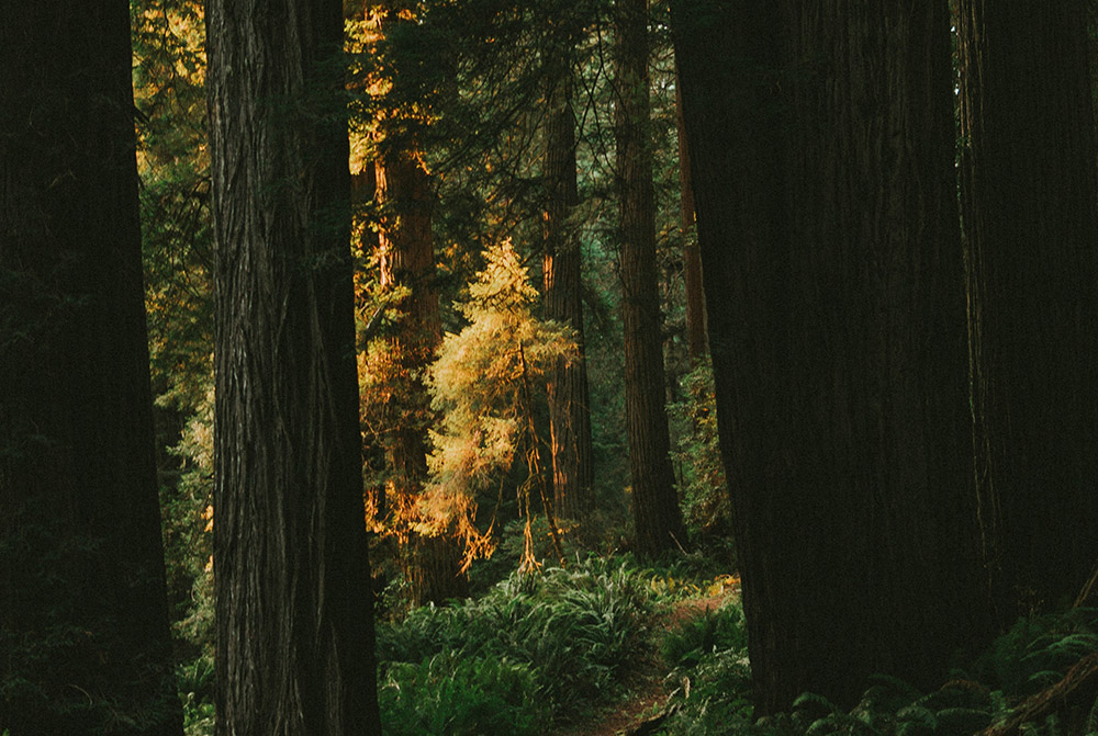 View through tall trees in a green forest setting.