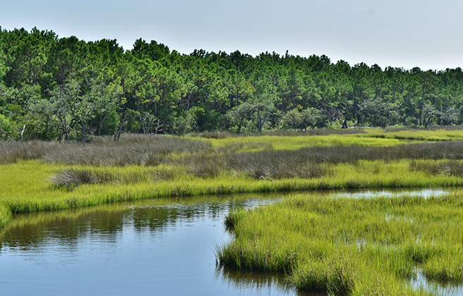 Marsh wetlands at Cedar Point Tideland in North Carolina.
