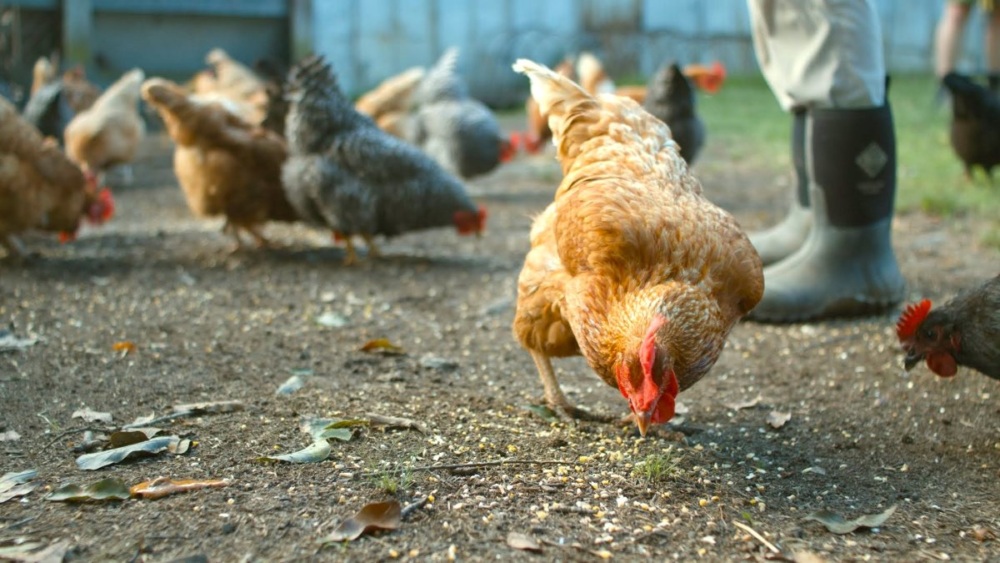 Several chickens feeding in a yard.