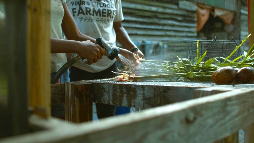 Close-up of two people's hands as they use a hose to rinse the roots of freshly pulled crops.