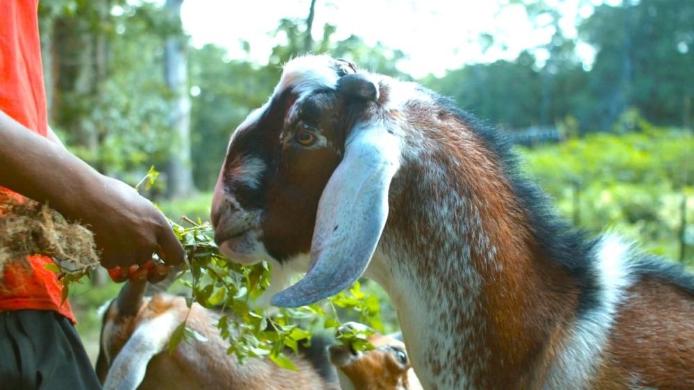 A goat being fed some pulled greens, with other goats visible in the background.