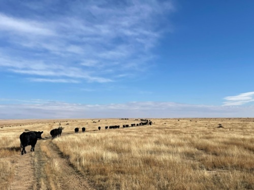 A line of cattle on a path in the grasslands in front of a big, blue sky.