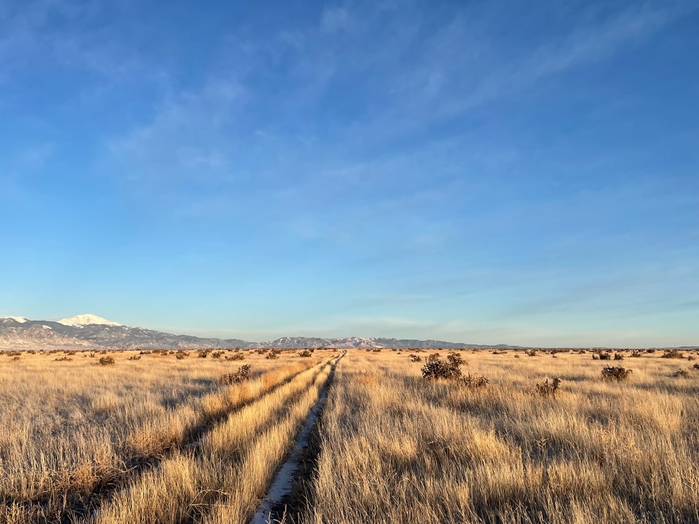 A view of the Colorado grasslands in front a blue sky with mountains visible in the background.