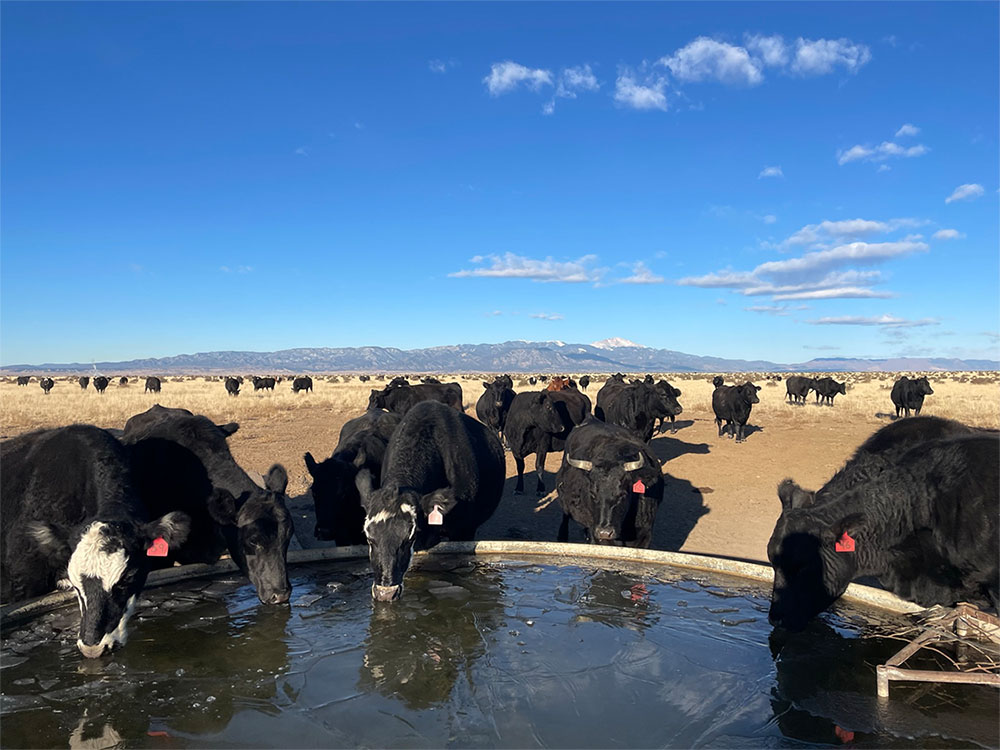Cows drinking at a watering facility.