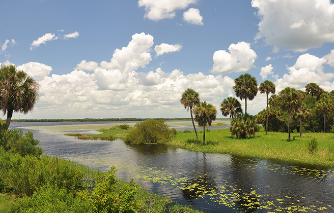 Looking toward the Myakka river in Florida.