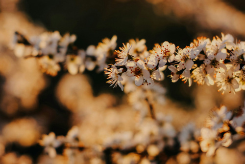 Closeup shot of a plant’s branch with white and red flowers.