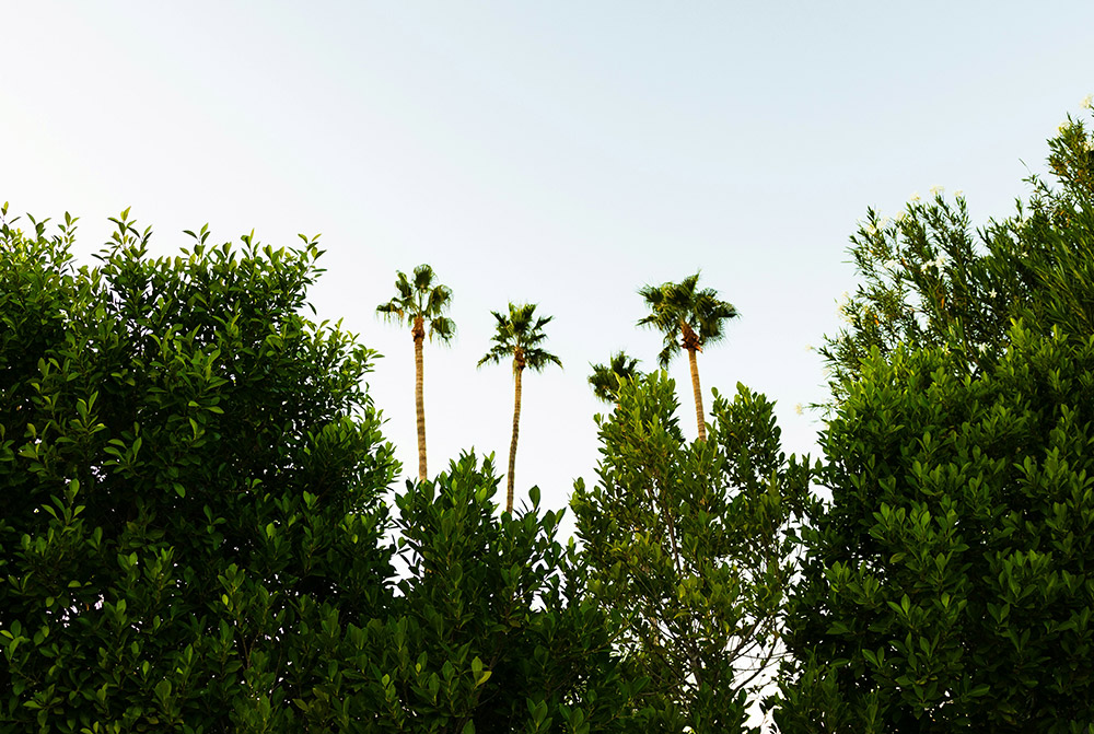 Tree tops set against the background sky in Phoenix, Arizona.
