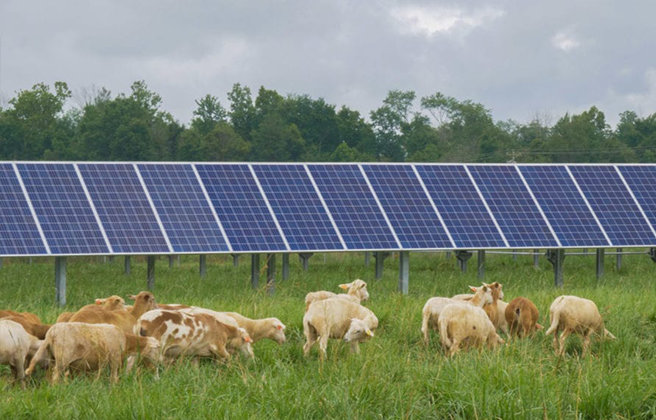 A group of sheep graze in front of a row of solar panels.