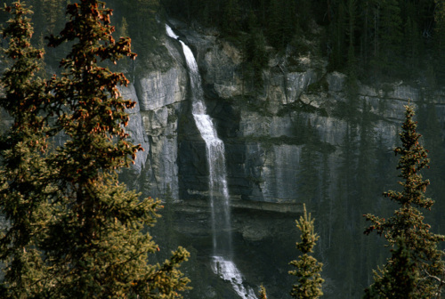 A waterfall set behind a row of evergreen trees in the forest.