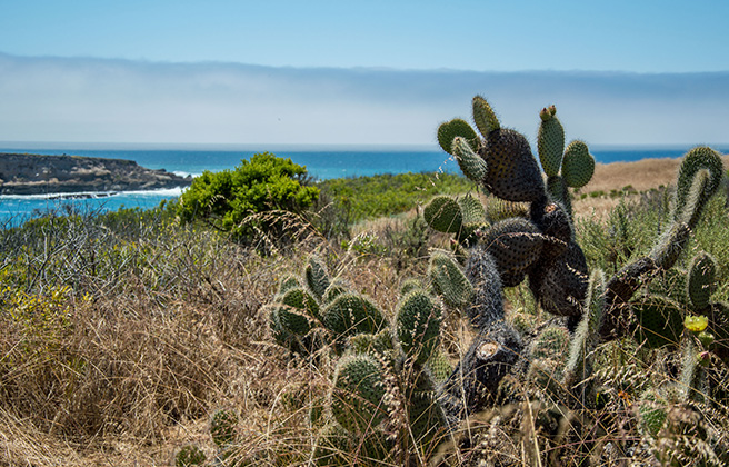 Cactus at the California state park Montaña de Oro.