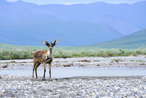 Caribou standing in front of large mountain range in the ANWR.