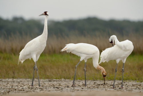 Three Whooping Cranes in Aransas National Wildlife Refuge, Texas, USA.