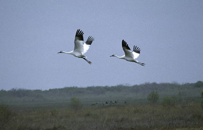 Wintering whooping cranes flying in Aransas National Wildlife Refuge.