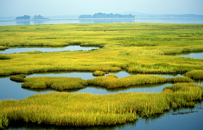 Coastal Wetlands at Parker River National Wildlife Refuge in Newburyport, MA.