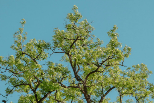 Closeup of green leaves on a tree top behind blue skies.