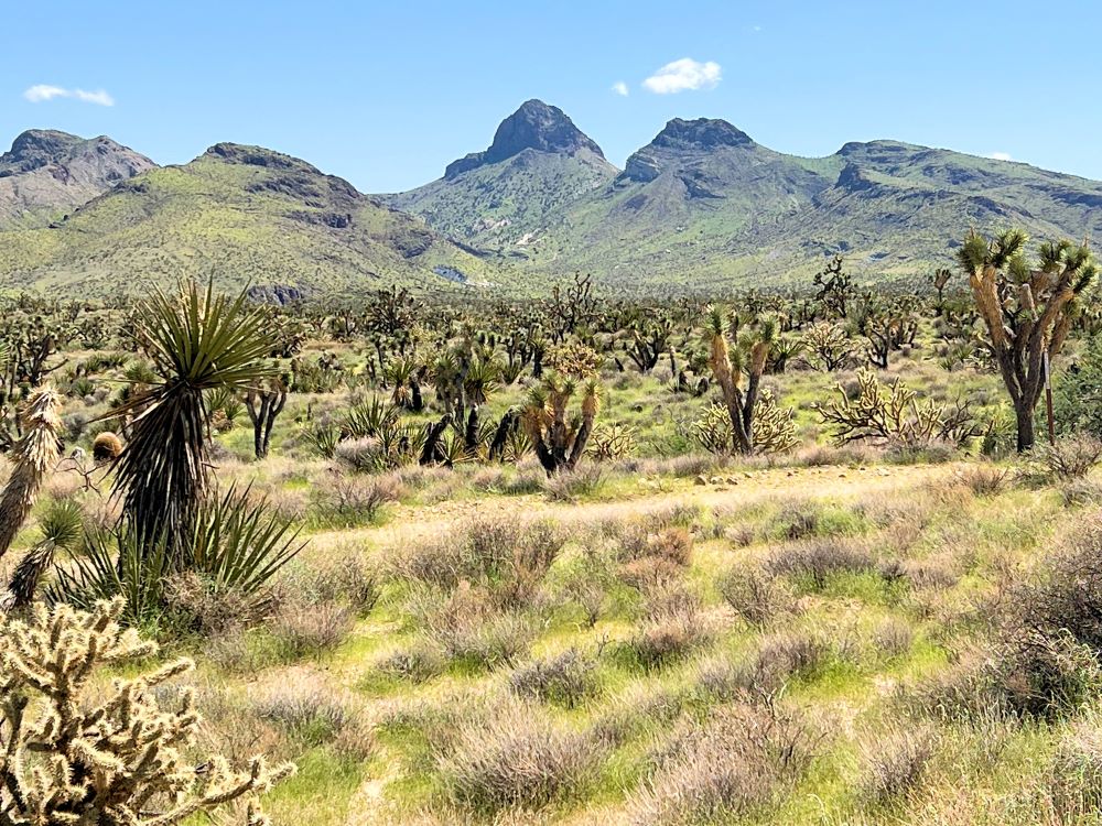 A landscape of grasses and cacti in shades of yellow and green, with a mountain range rising in the background below a blue sky.