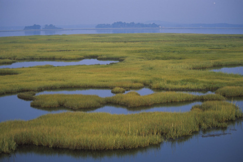 Wetlands against a grey sky.