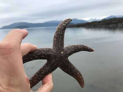 A hand holding a starfish in front of a body of water.